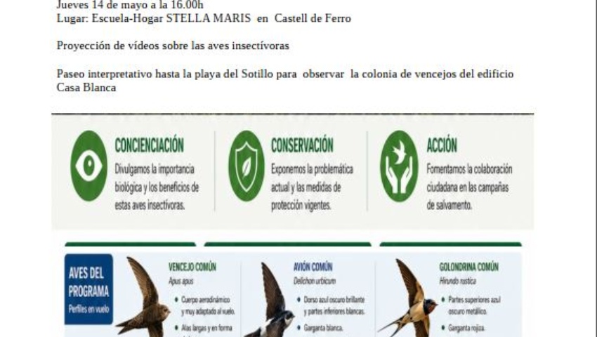 Taller “ Vencejos y otras aves insectívoras de mi entorno”