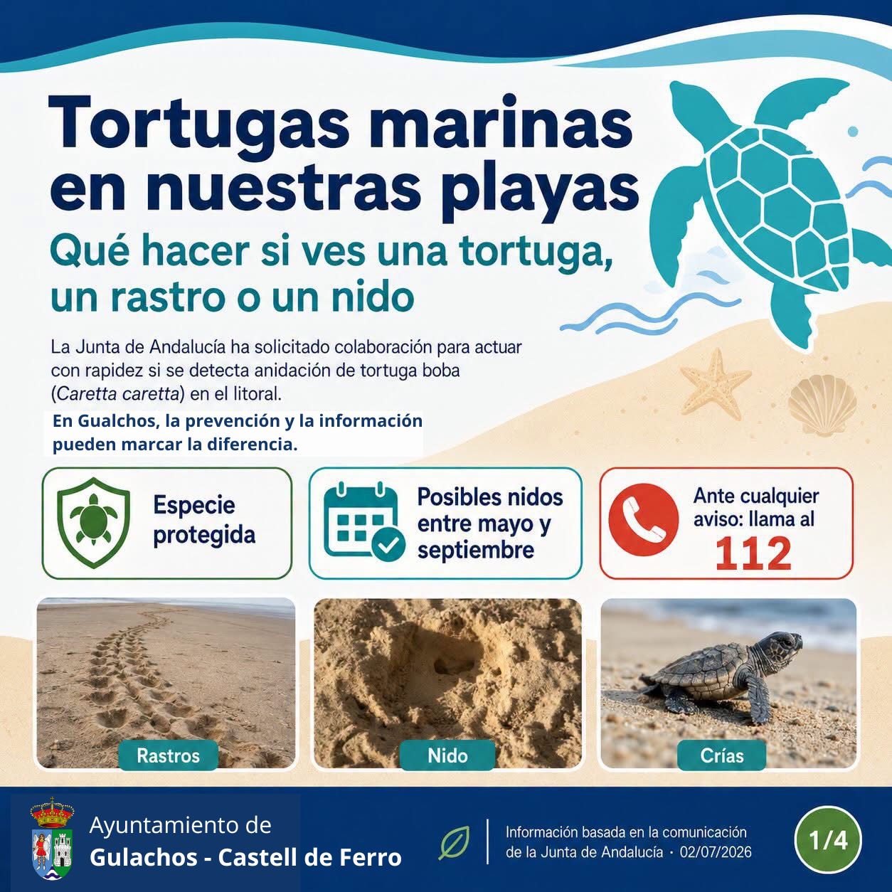 Tortugas marinas en nuestras playas