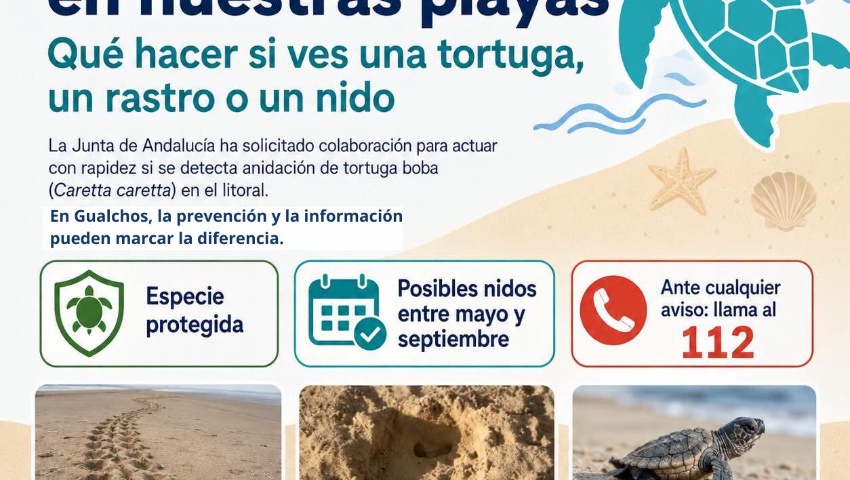 Tortugas marinas en nuestras playas